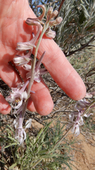 Delphinium wootonii