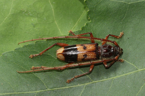 Lesser Eucalyptus Longhorn Beetle
