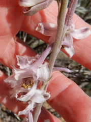 Delphinium wootonii