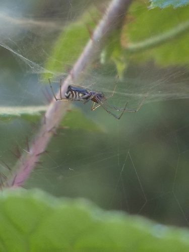 Bowl-and-doily Spider