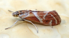 Noctueliopsis