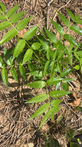 tree-of-heaven