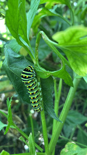 Black Swallowtail