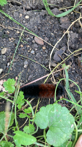 Isabella Tiger Moth