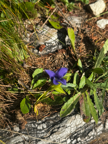Fringe-flowered Gentian