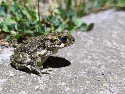 Green Toad