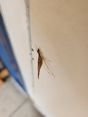 Two-spotted Tree Cricket