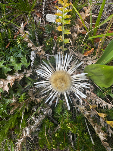Silver Thistle
