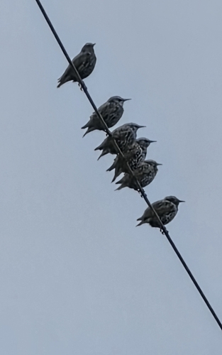 European Starling