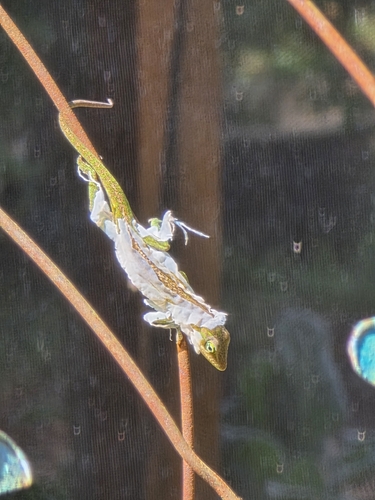 Green Anole