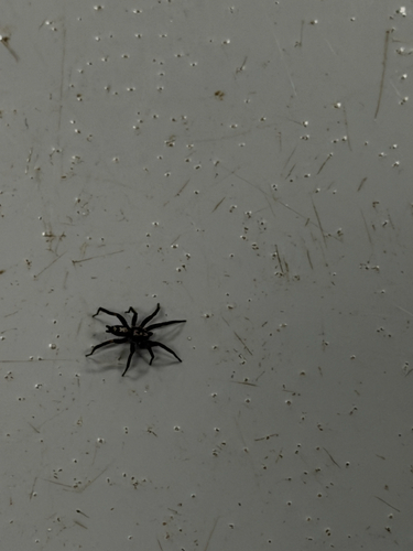 Eastern Parson Spider