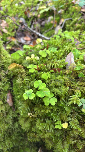 European wood-sorrel