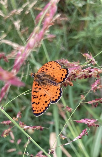 Spotted Fritillary