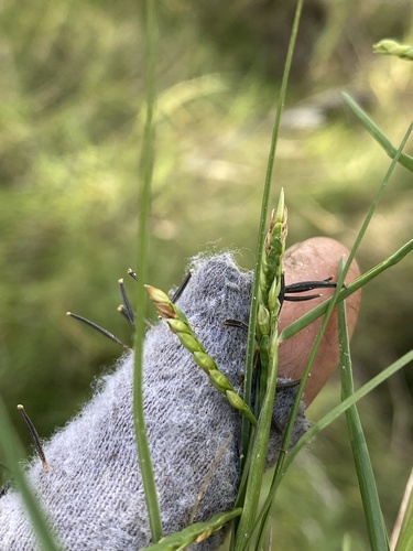 Paspalum vaginatum observed 2026-09-16