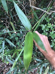 Pseudosasa cantorii