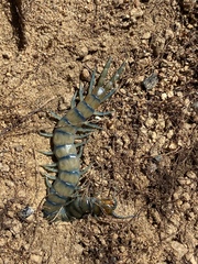 Scolopendra polymorpha