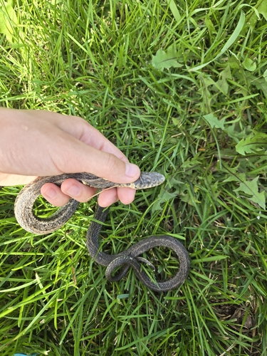 Plains Garter Snake