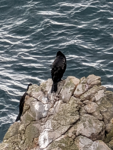 Great Cormorant