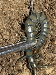 Scolopendra polymorpha