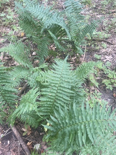 narrow-leaved glade fern