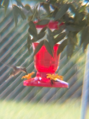Ruby-throated Hummingbird