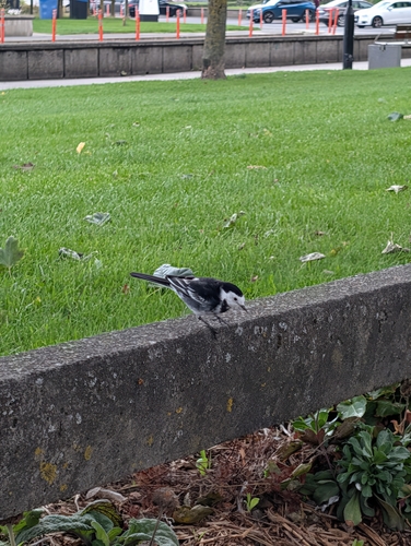 White Wagtail