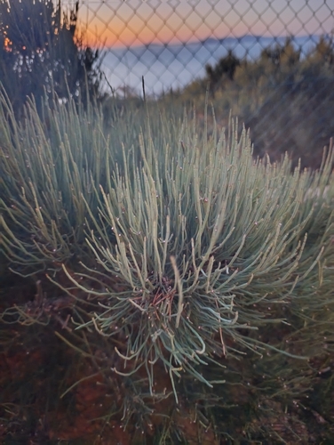 Ephedra fragilis