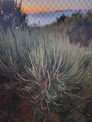 (c) Filip Żuchowski, some rights reserved (CC BY) Ephedra fragilis, photograph (c) Filip Żuchowski, some rights reserved (CC BY)