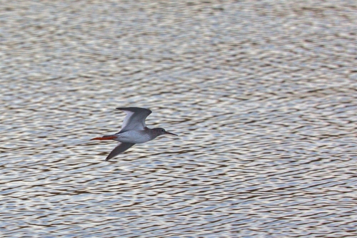 Common Redshank