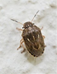 Neottiglossa lineolata