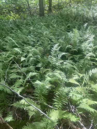 New York fern