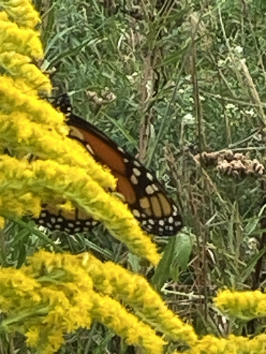 Monarch