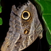 Caligo teucer teucer - Photo (c) ombeline_sculfort, some rights reserved (CC BY-NC-ND), uploaded by ombeline_sculfort