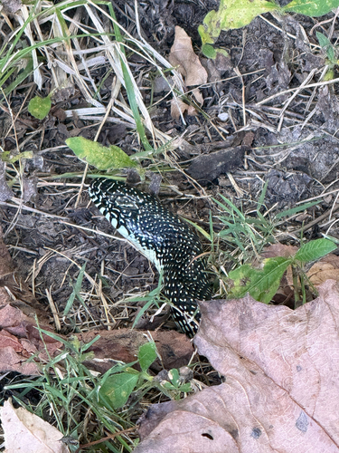 Speckled Kingsnake