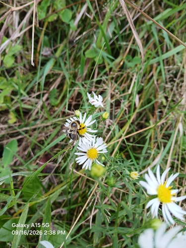 Common Eastern Bumble Bee