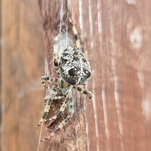 Cross Orbweaver