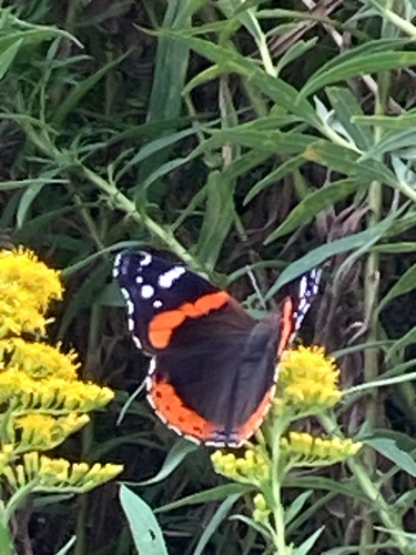 Red Admiral
