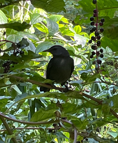 Gray Catbird
