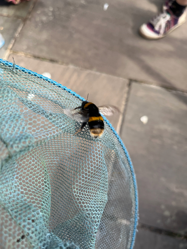 Buff-tailed Bumble Bee