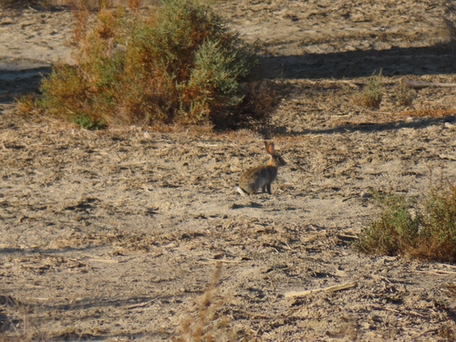 European Rabbit
