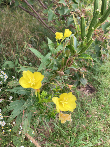 common evening-primrose