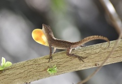 Anolis jubar oriens