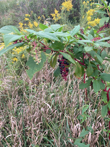 American pokeweed