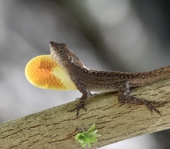 Anolis jubar oriens