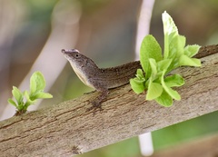 Anolis jubar oriens