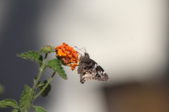 Codatractus bryaxis