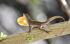 Anolis jubar oriens