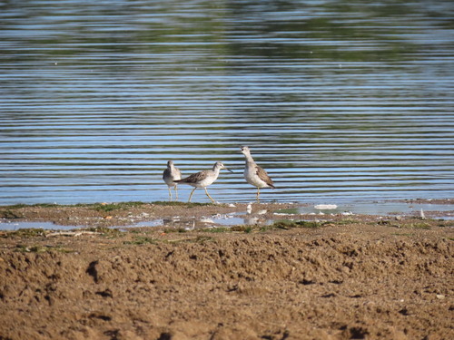 Greater Yellowlegs