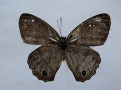 Cissia themis