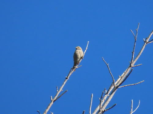 House Finch